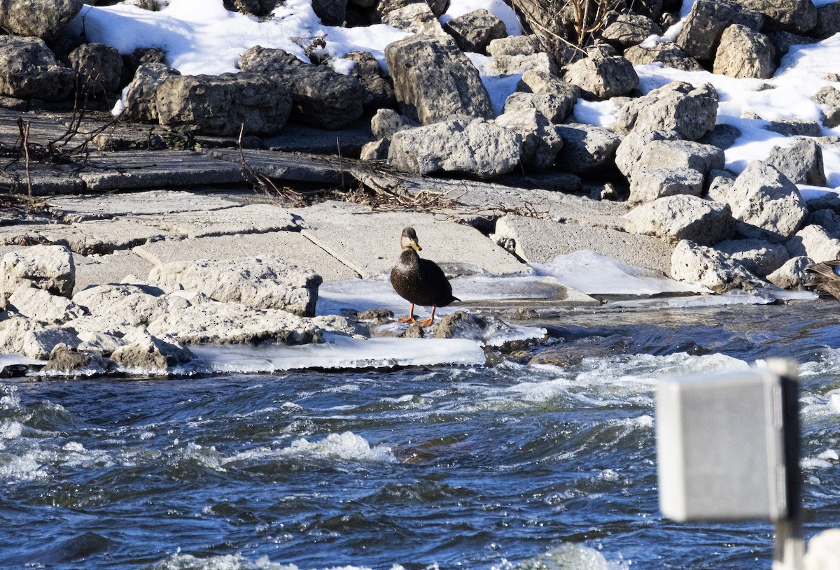 American Black Duck - ML647385351