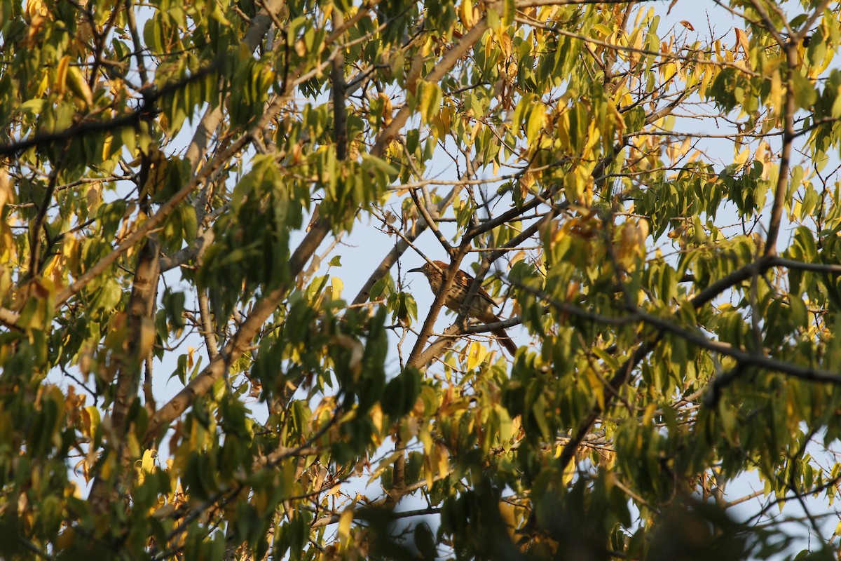 brunspottefugl - ML647385363