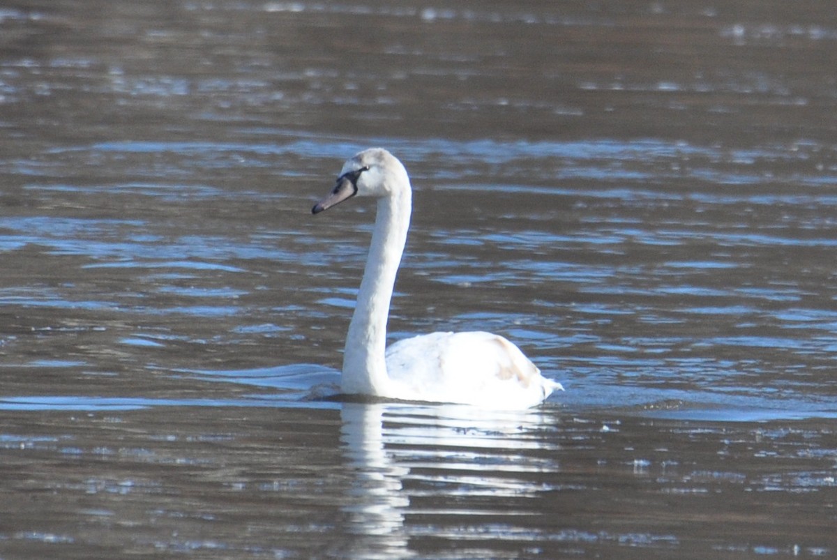ברבור מצוי - ML647385364