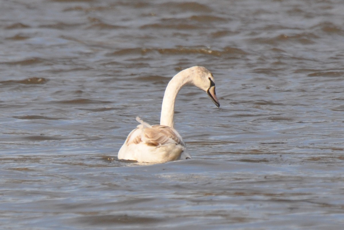 ברבור מצוי - ML647385365