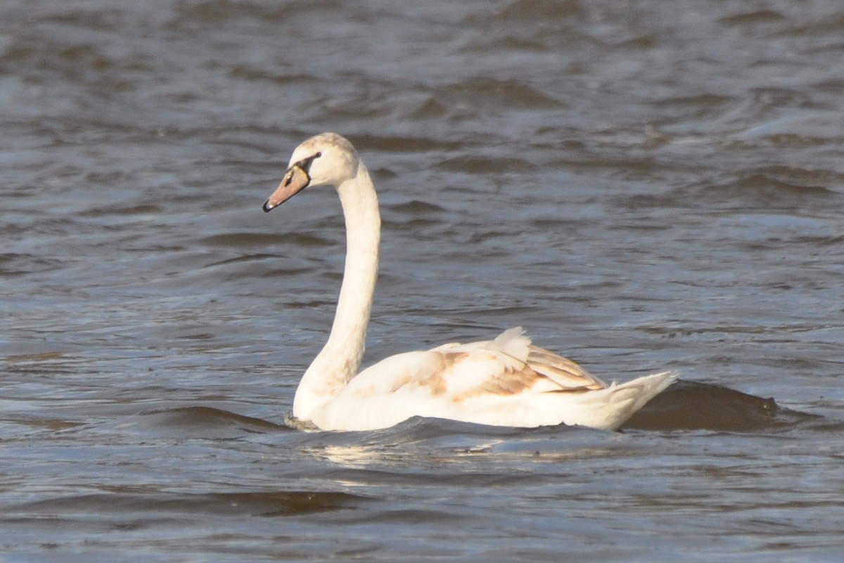 ברבור מצוי - ML647385366