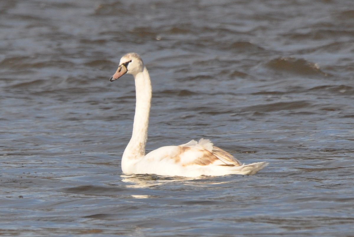 ברבור מצוי - ML647385367