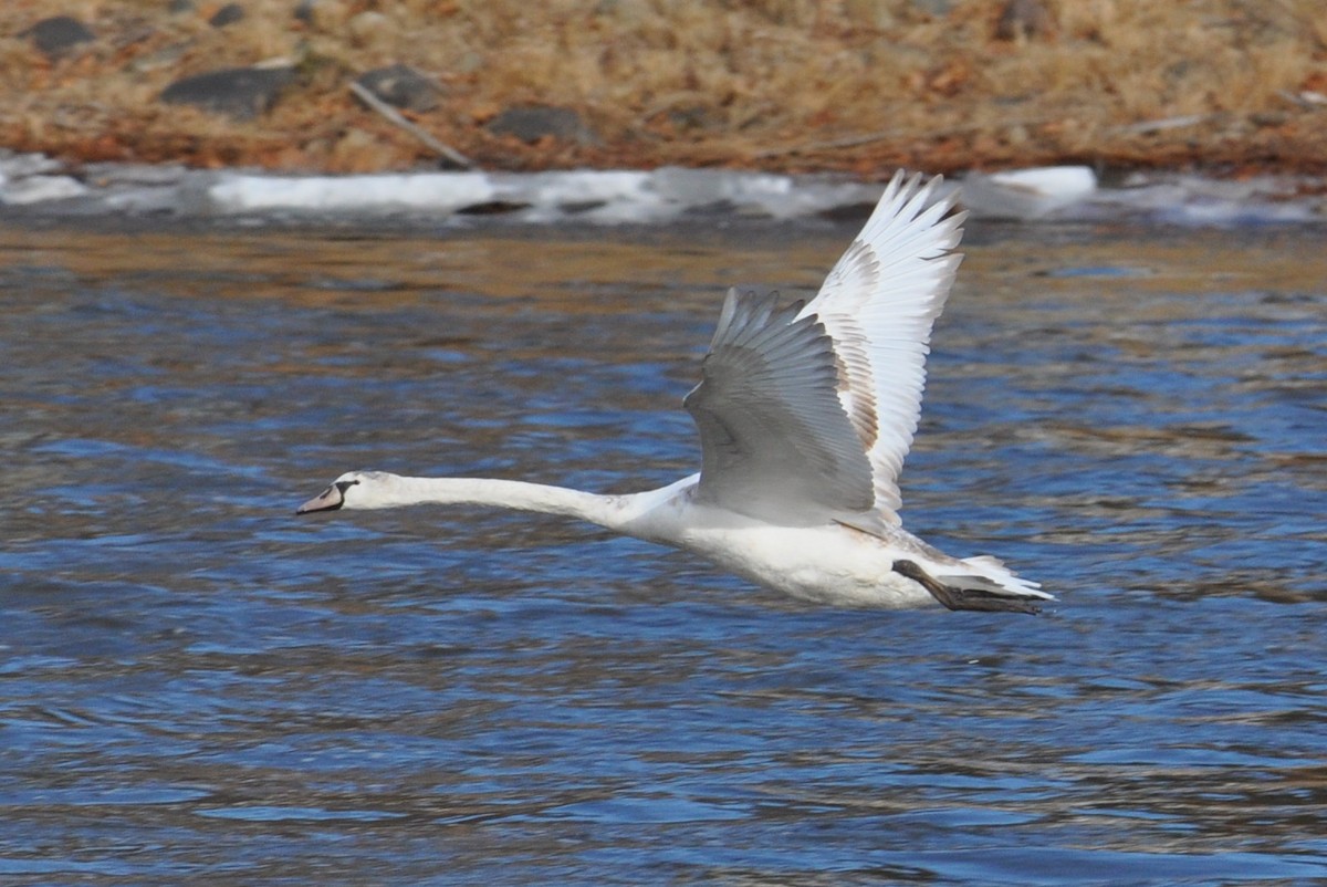 ברבור מצוי - ML647385368