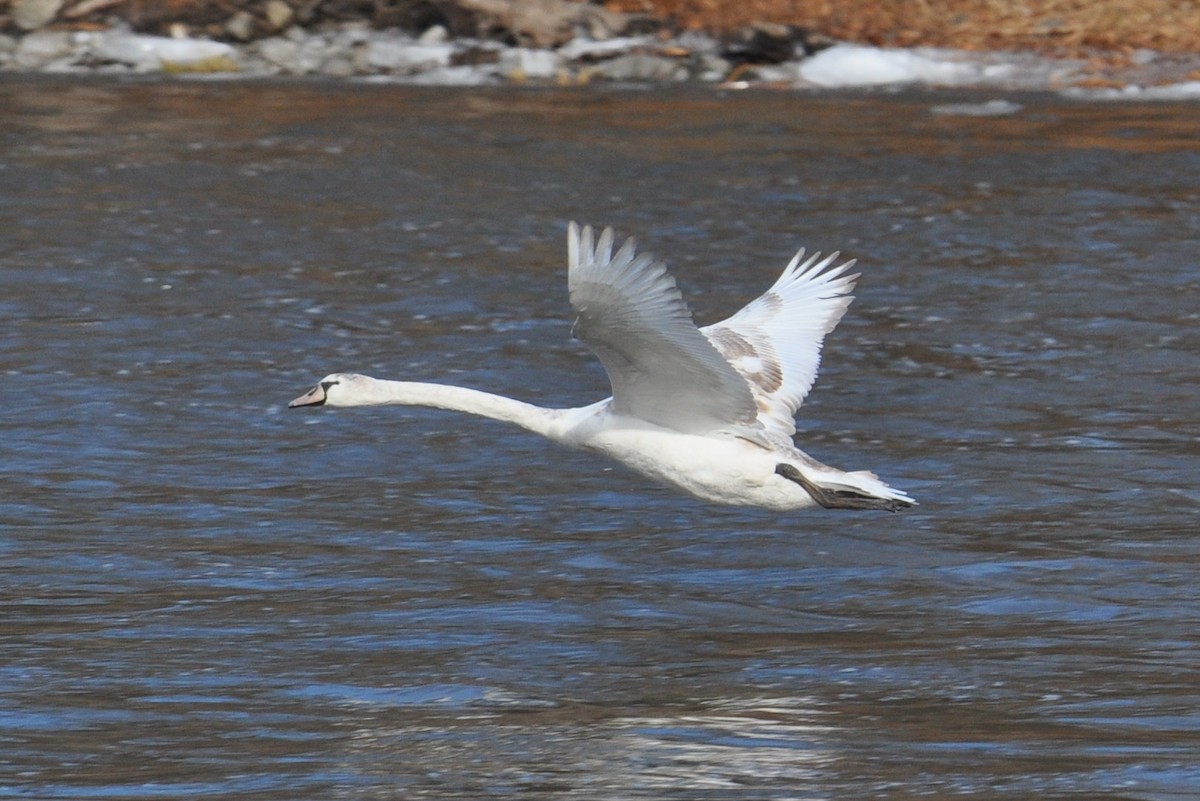 ברבור מצוי - ML647385369