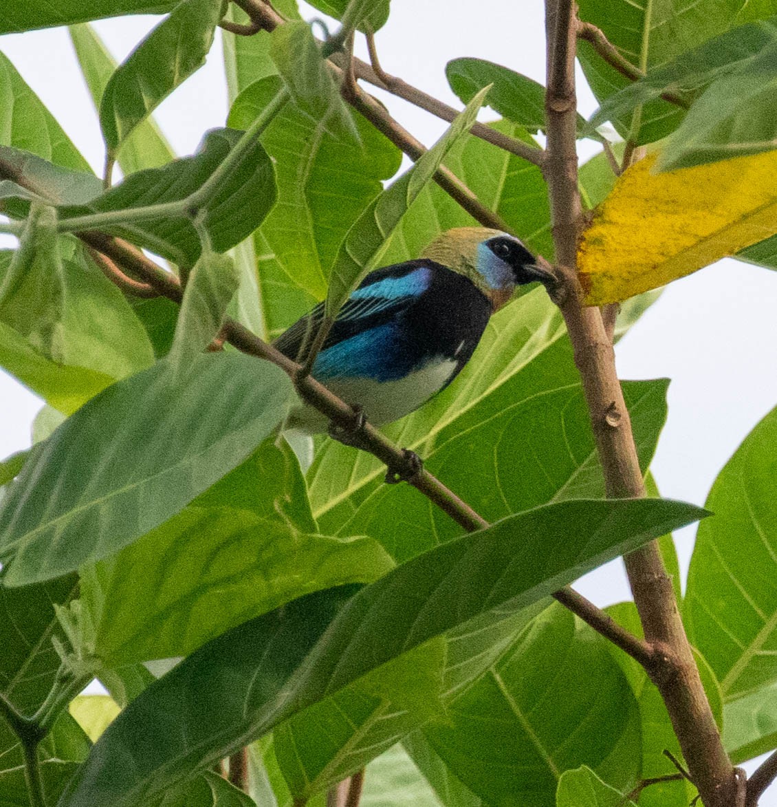 Golden-hooded Tanager - ML647385372