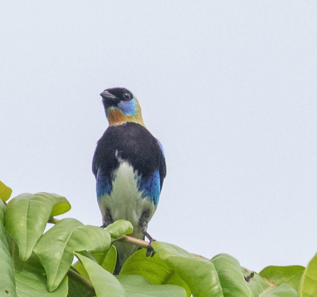 Golden-hooded Tanager - ML647385373