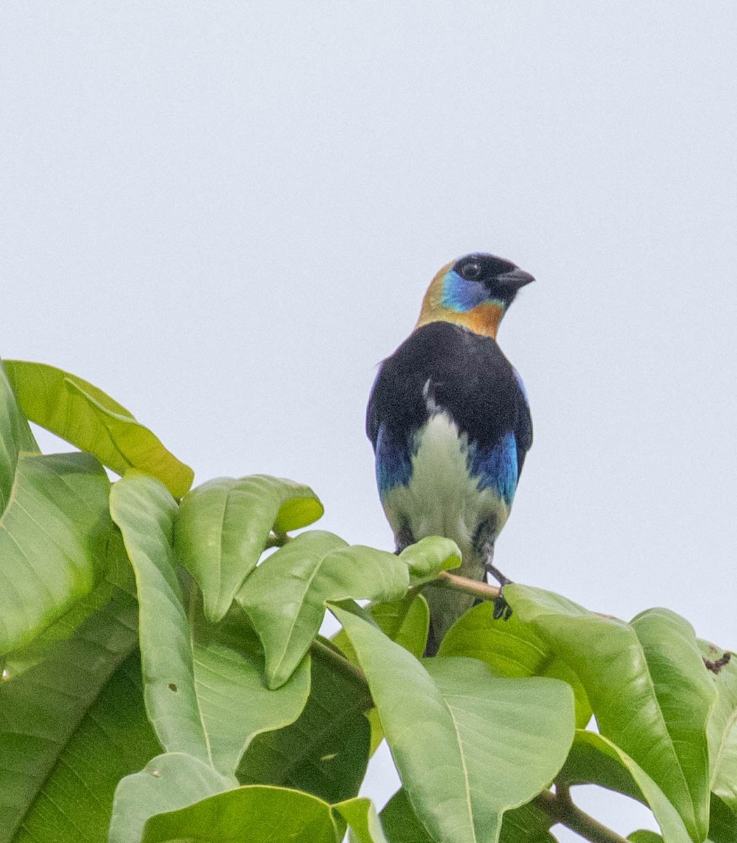 Golden-hooded Tanager - ML647385374