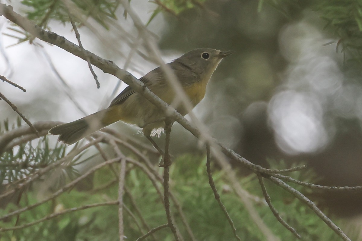 pinjeparula - ML647385377