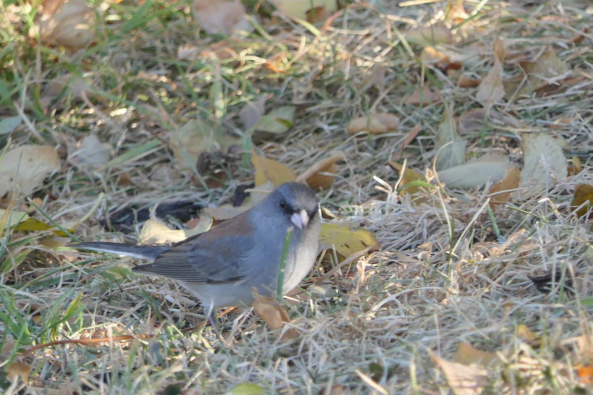 Юнко сірий - ML647385379