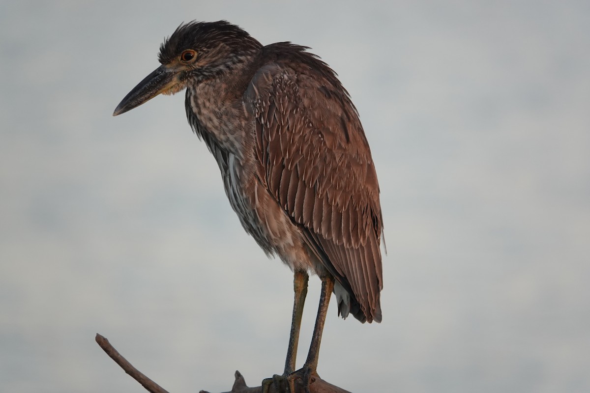 Sarı Tepeli Gece Balıkçılı - ML647385380