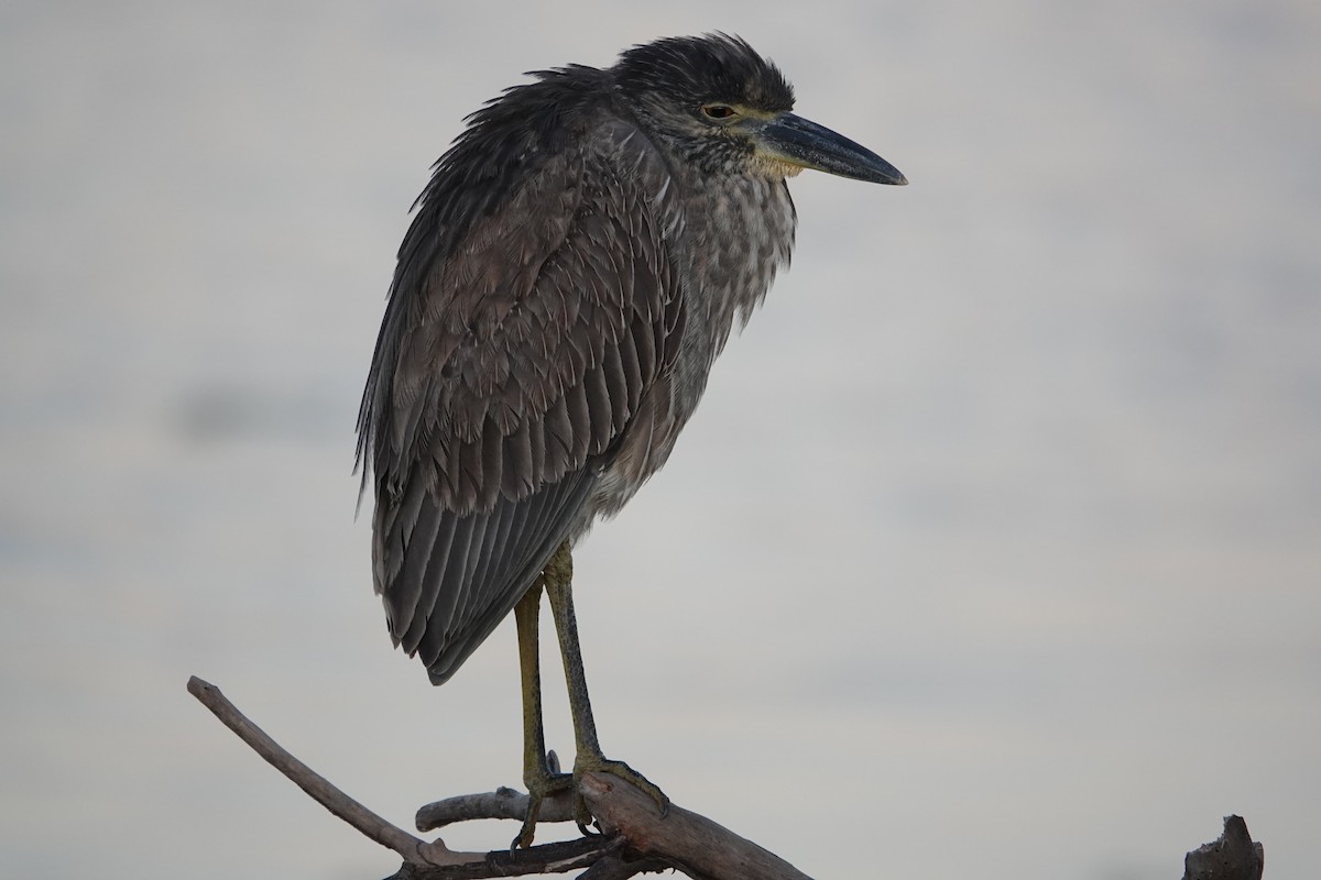 Sarı Tepeli Gece Balıkçılı - ML647385389