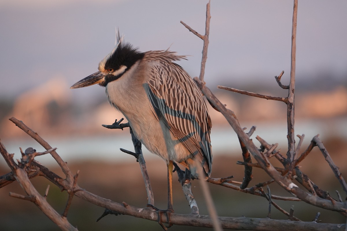 Sarı Tepeli Gece Balıkçılı - ML647385390