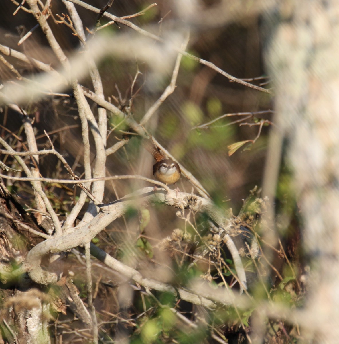 Carolina Wren - ML647385416
