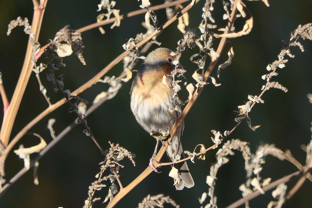 Чечевиця садова - ML647385420
