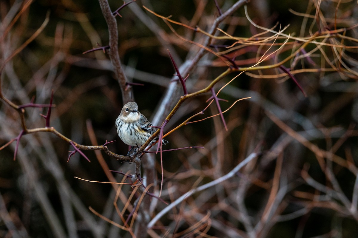 Yellow-rumped Warbler (Myrtle) - ML647385431