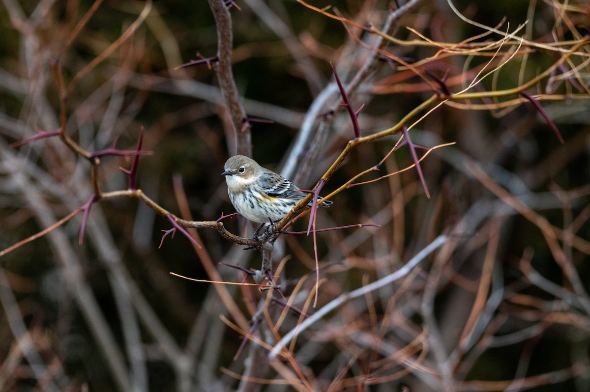 Yellow-rumped Warbler (Myrtle) - ML647385432