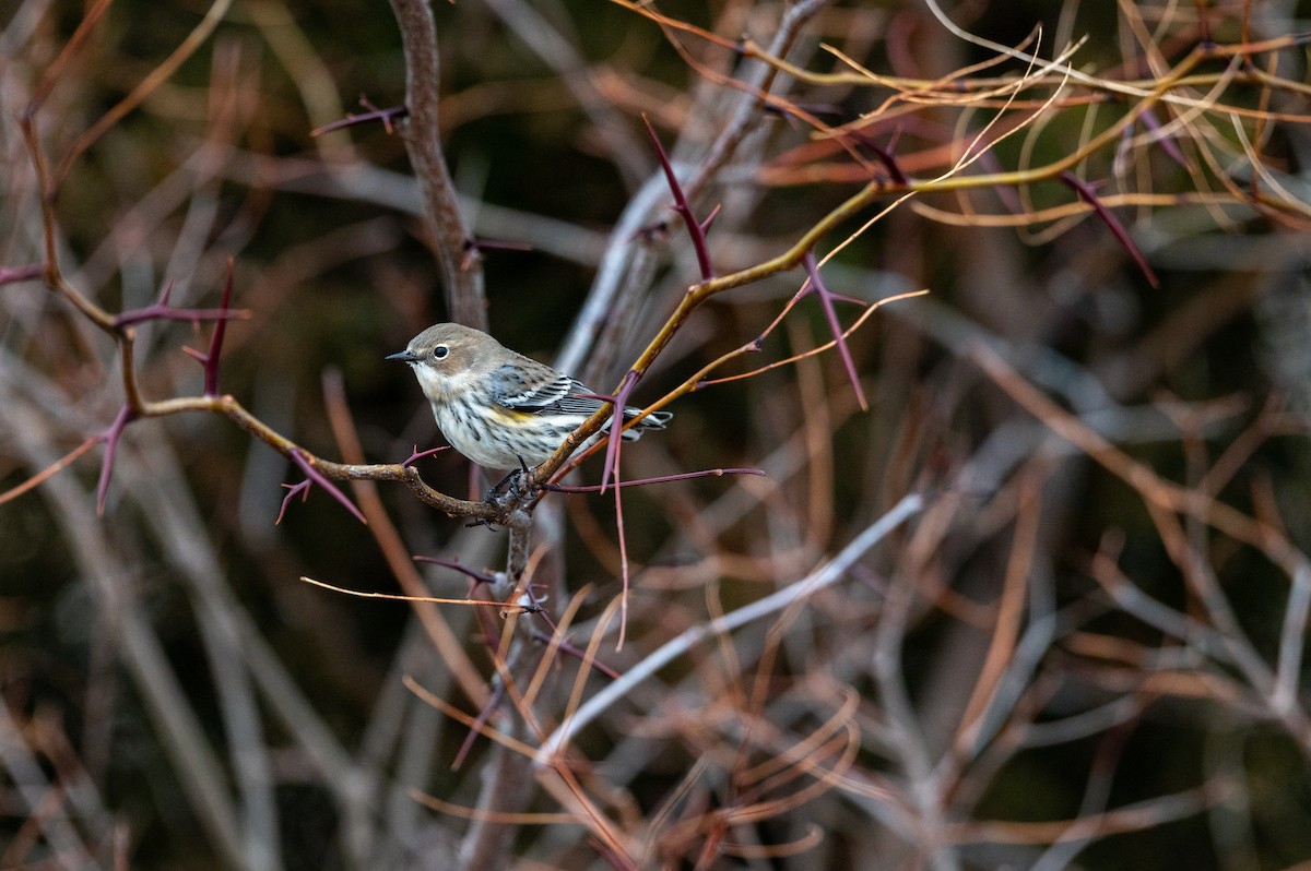 Yellow-rumped Warbler (Myrtle) - ML647385433