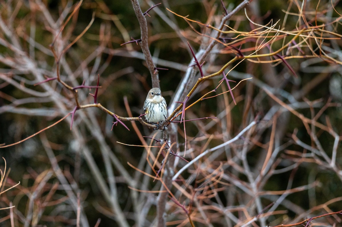 Yellow-rumped Warbler (Myrtle) - ML647385434