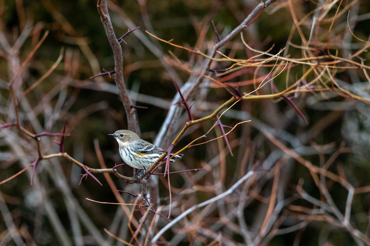 Yellow-rumped Warbler (Myrtle) - ML647385435