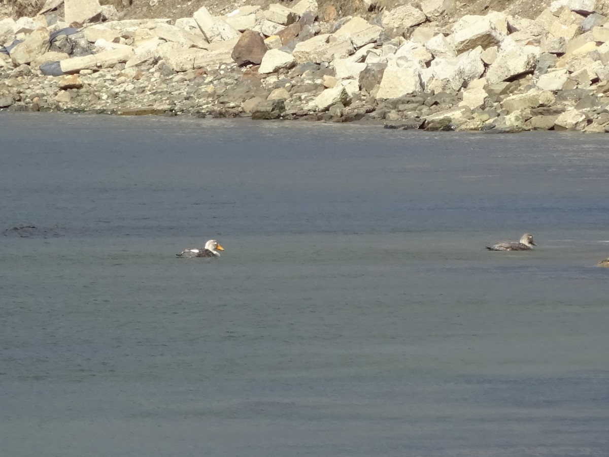 Flying Steamer-Duck - ML647385436