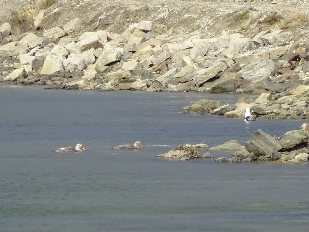 Flying Steamer-Duck - ML647385438