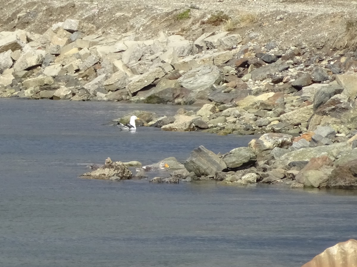 Flying Steamer-Duck - ML647385439