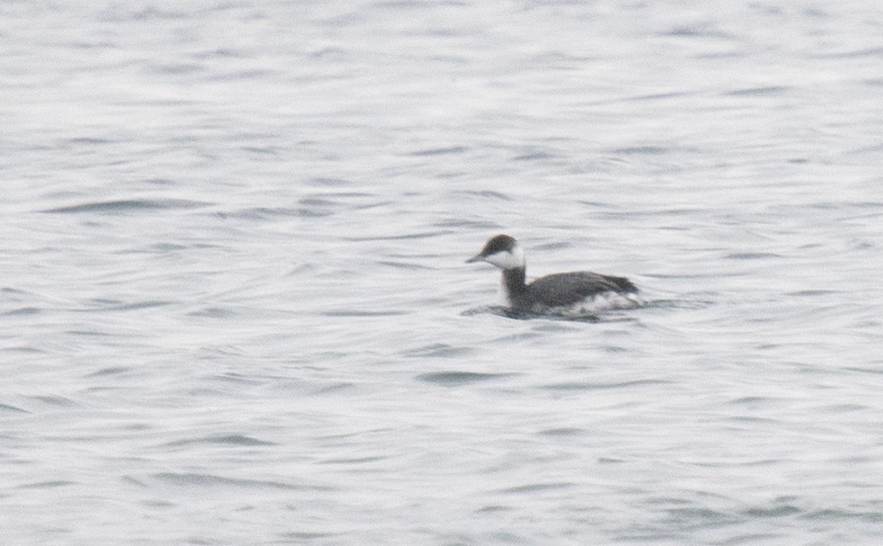 Txilinporta urrebelarria - ML647385440