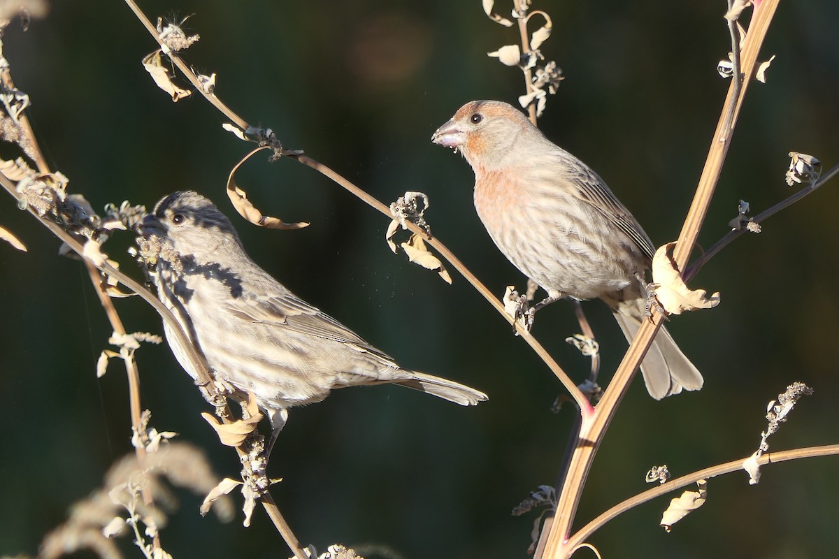 House Finch - ML647385444