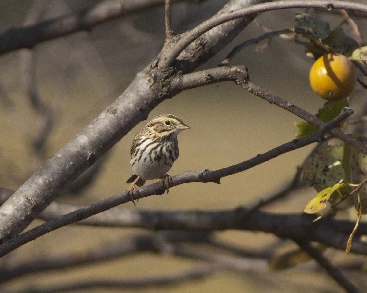 Chingolo Sabanero - ML647385472