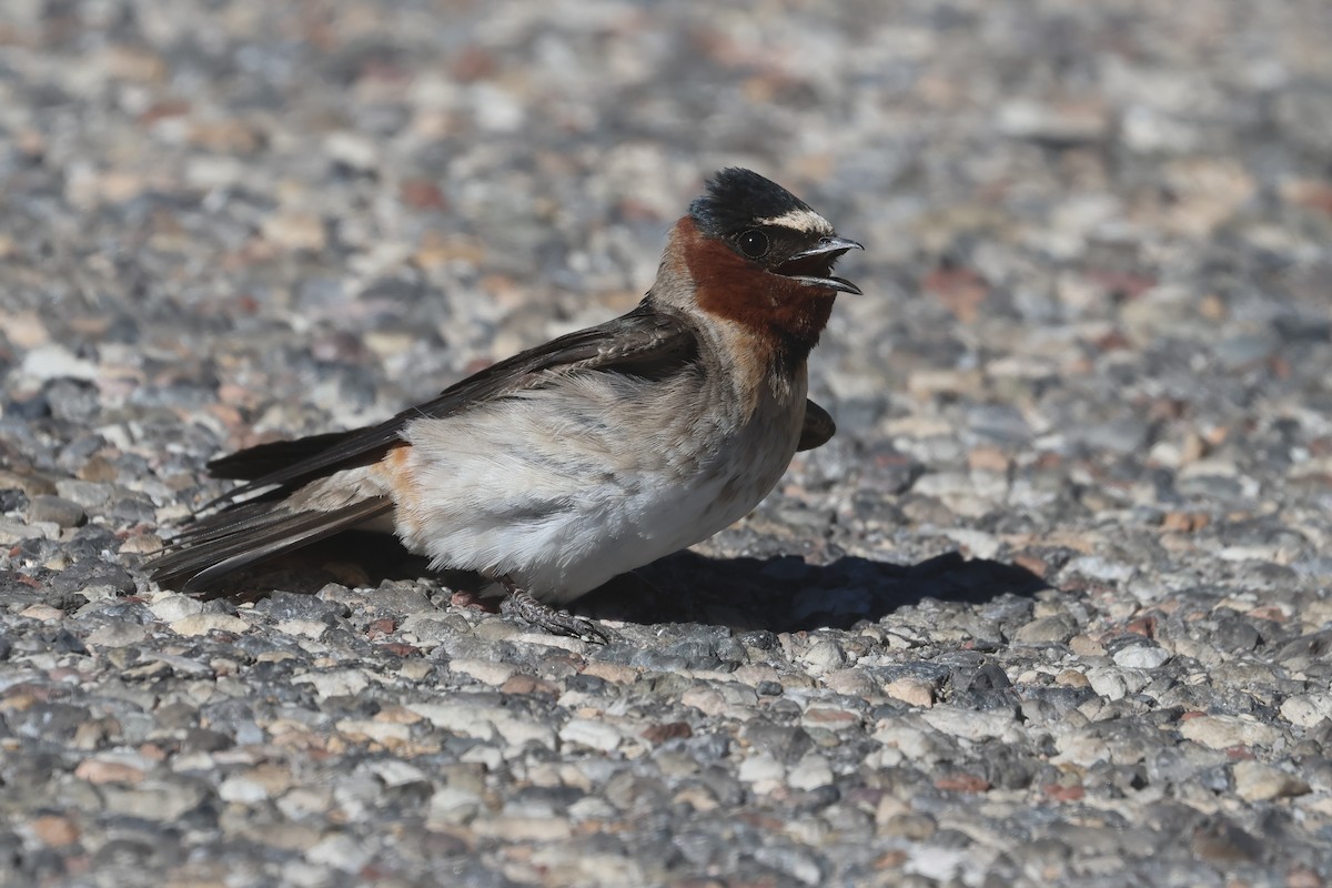 סנונית אמריקנית - ML647385519