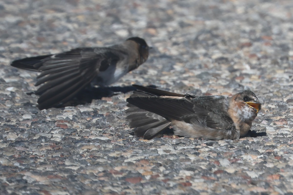 סנונית אמריקנית - ML647385520