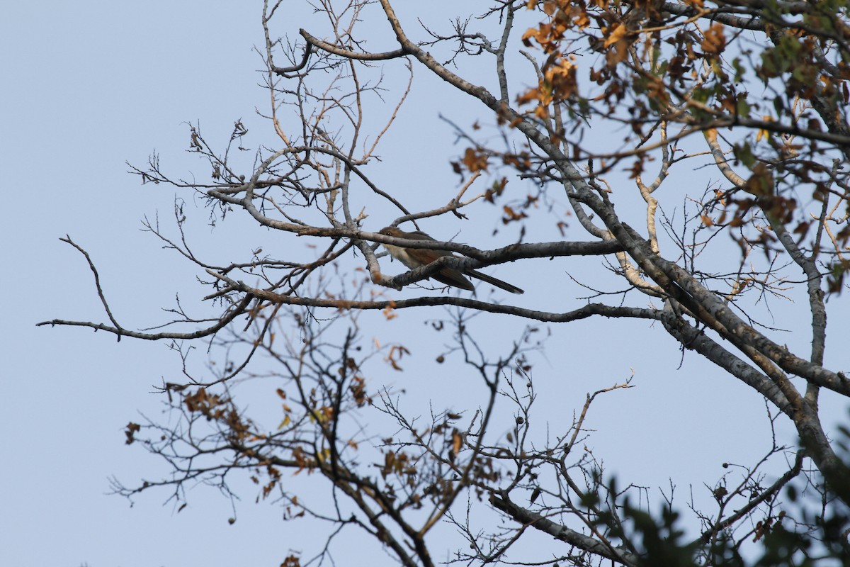 Yellow-billed Cuckoo - ML647385534