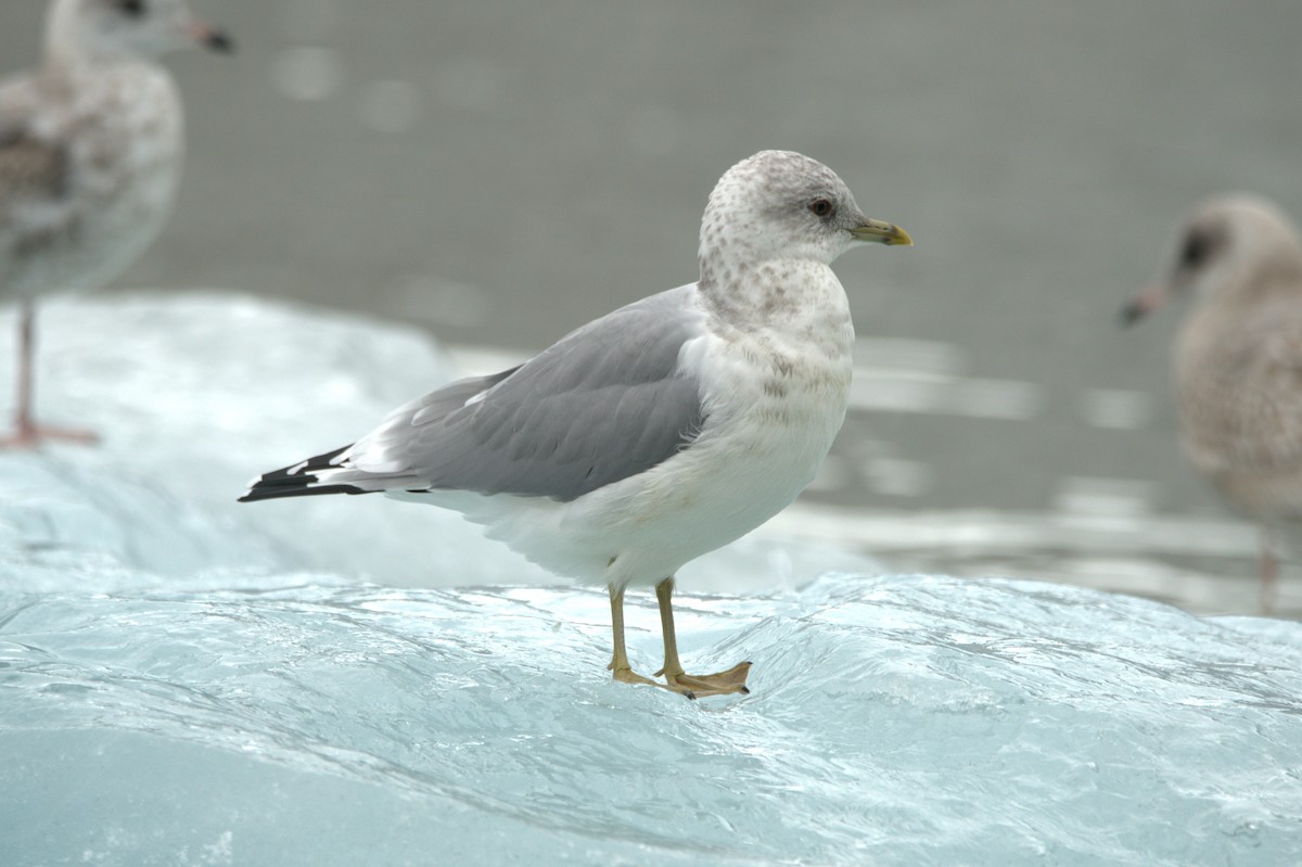 Short-billed Gull - ML647385542