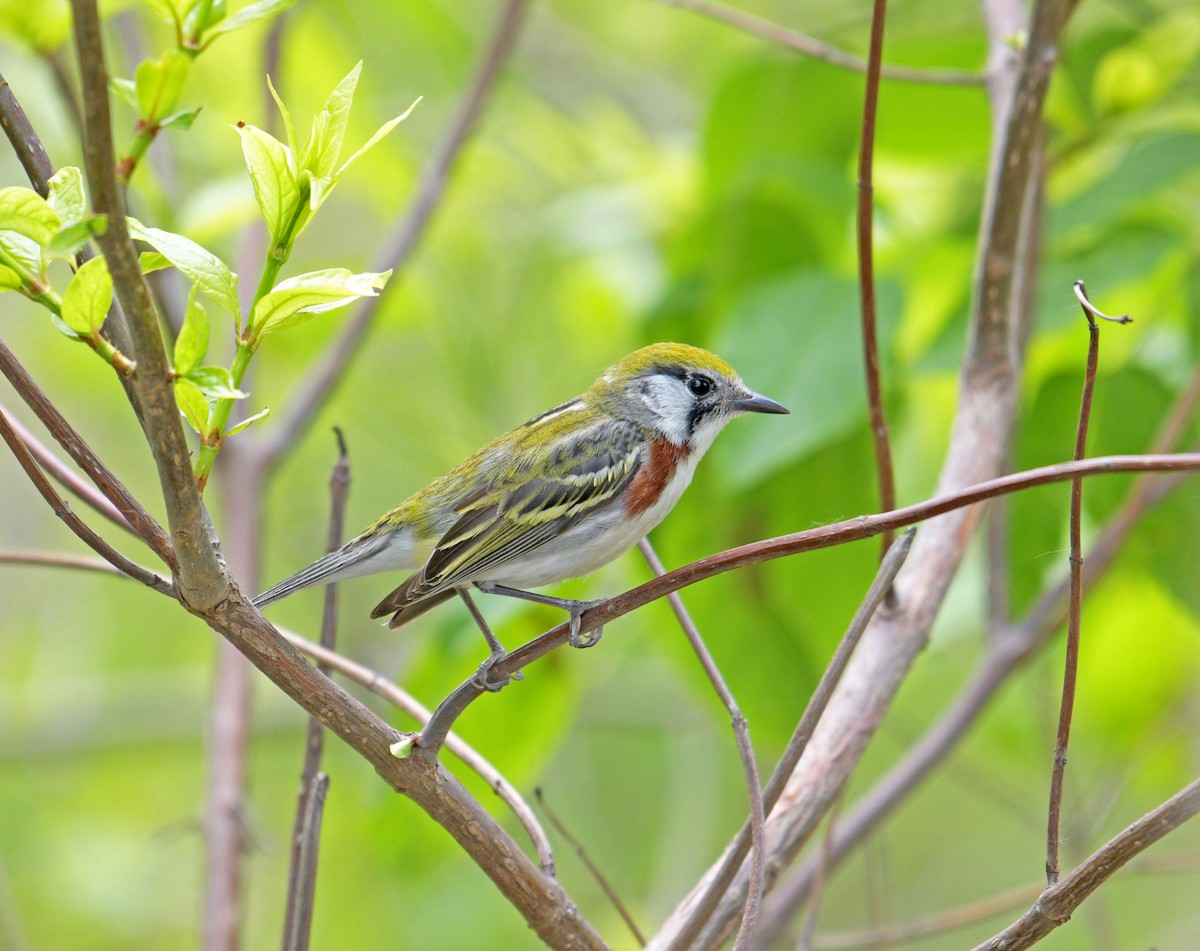 lesňáček rezavoboký - ML647385552