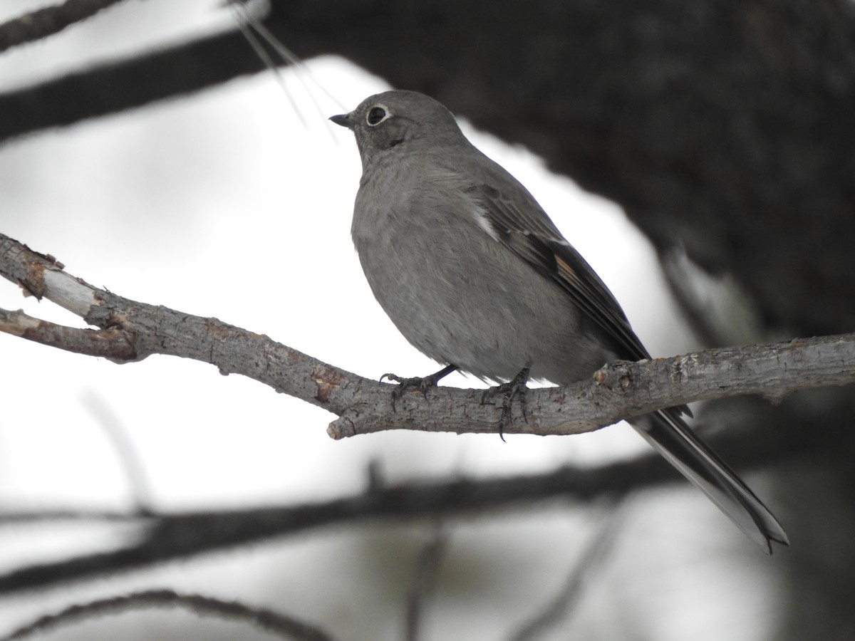 ハエトリツグミ - ML647385588