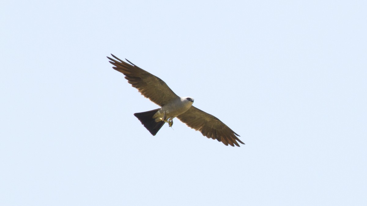 Mississippi Kite - ML647385596