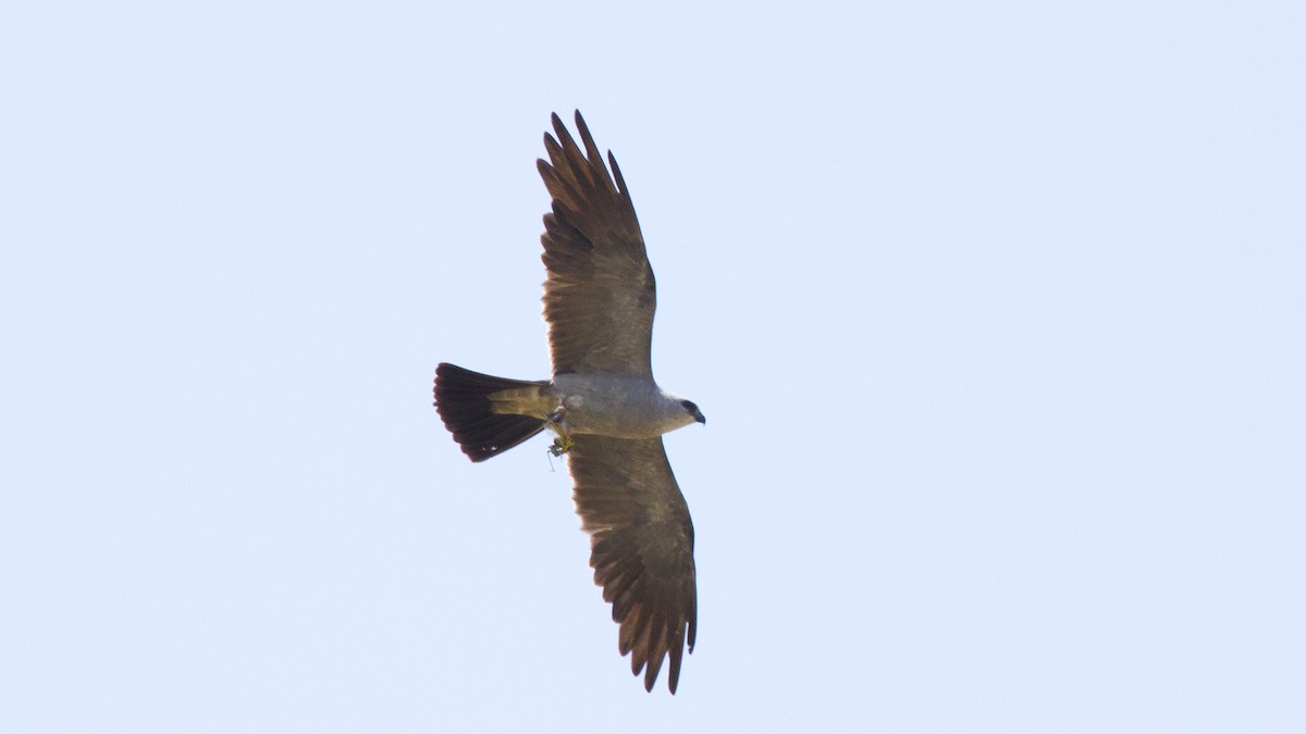 Mississippi Kite - ML647385597