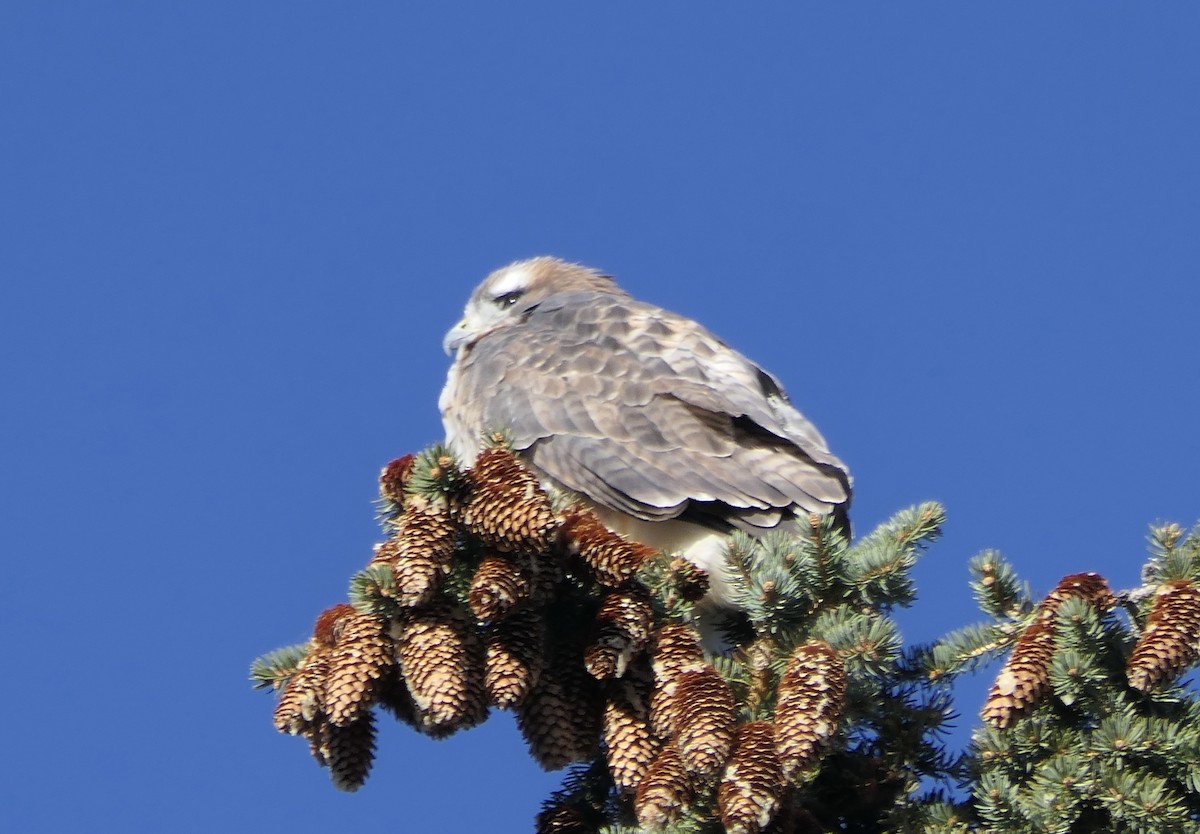 Канюк неоарктичний - ML647385624