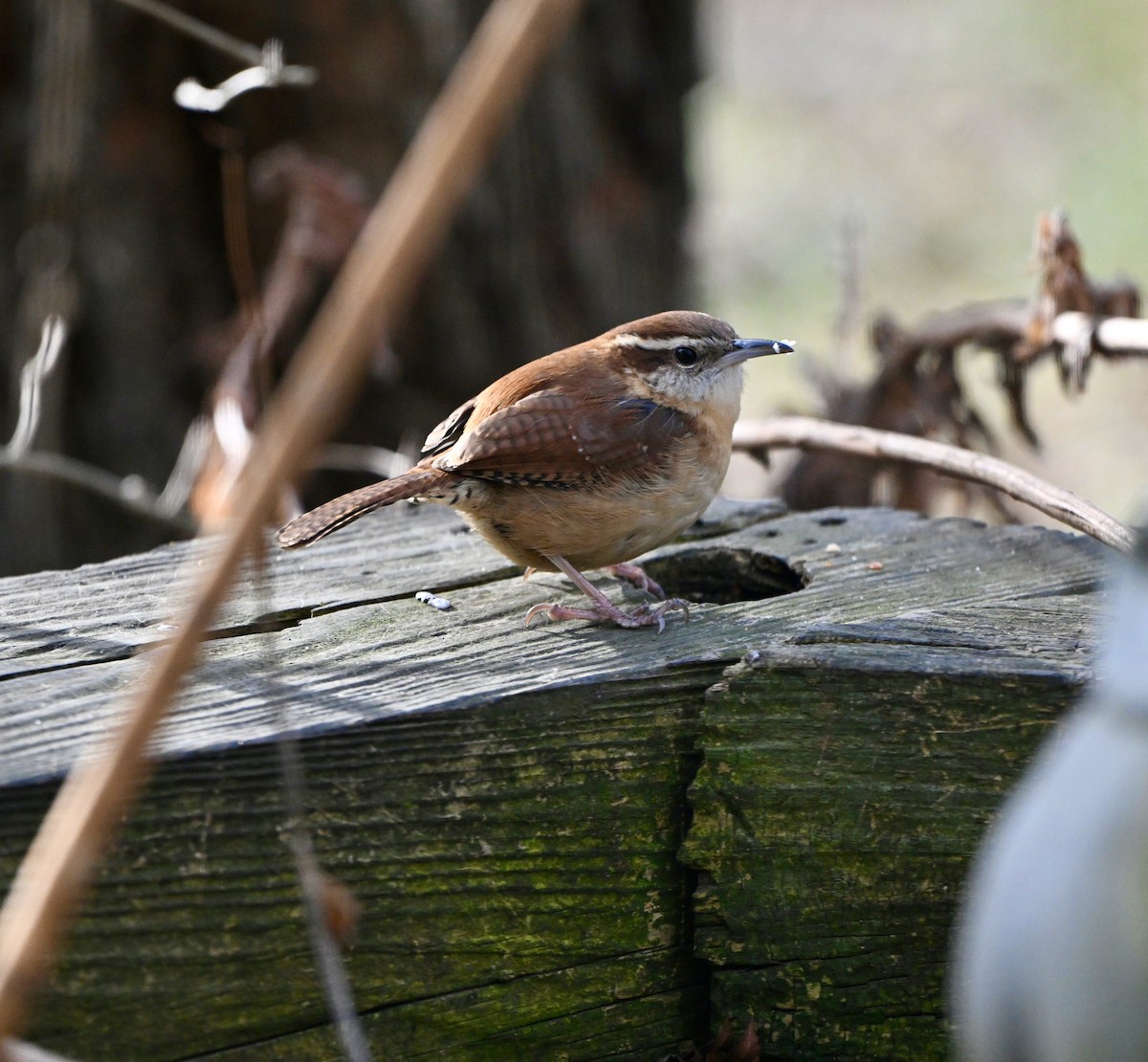Carolina Wren - ML647385640