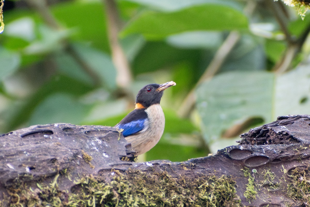 Golden-collared Honeycreeper - ML647385650