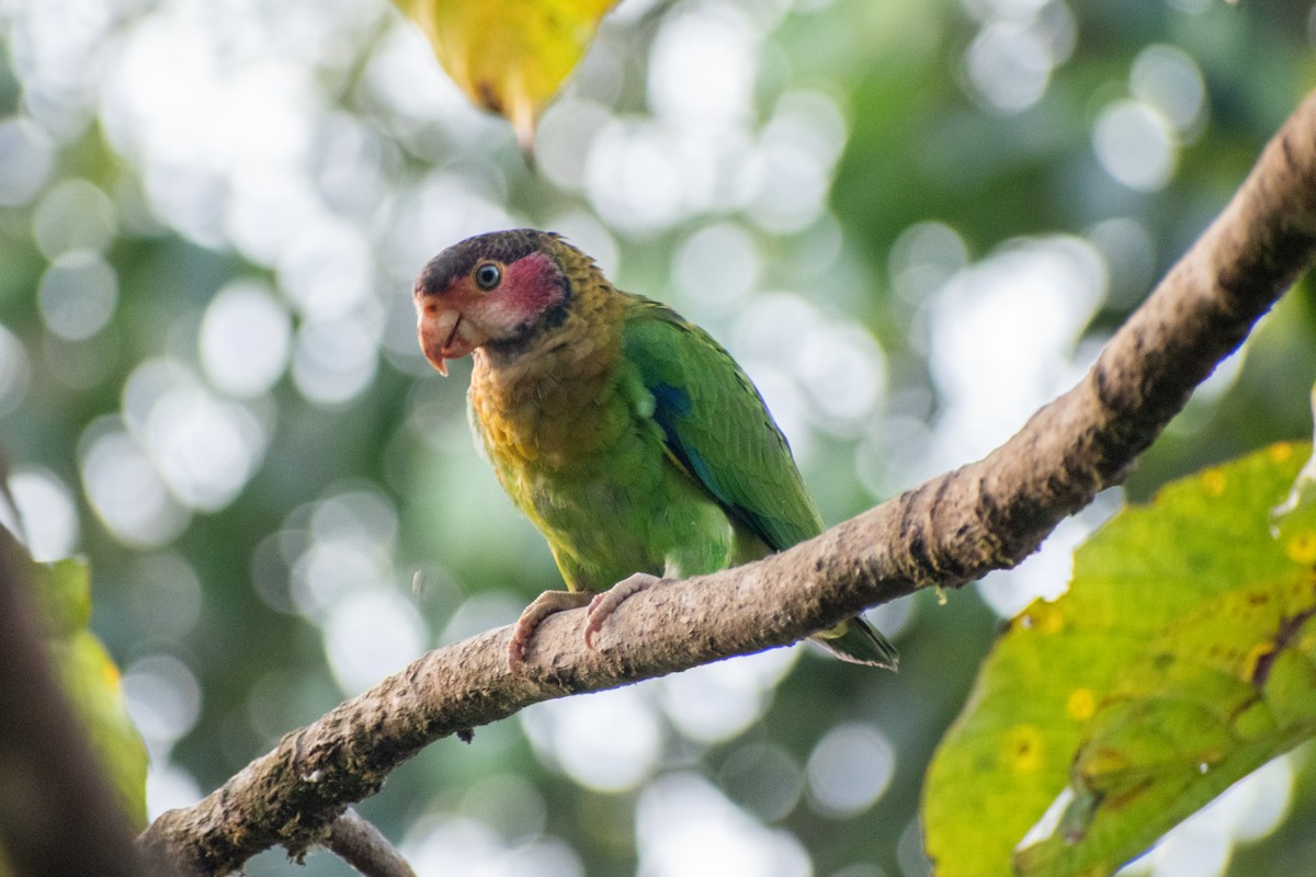 Rose-faced Parrot - ML647385664
