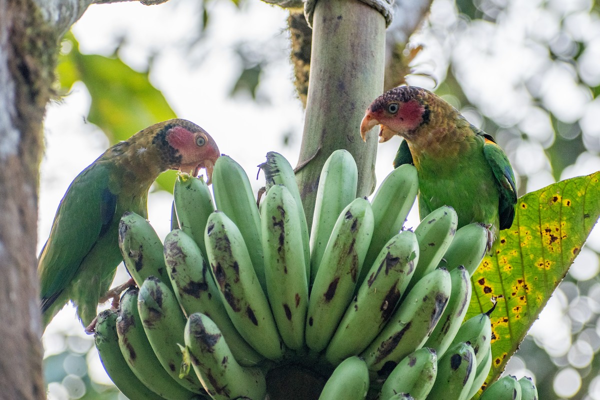 Rose-faced Parrot - ML647385665