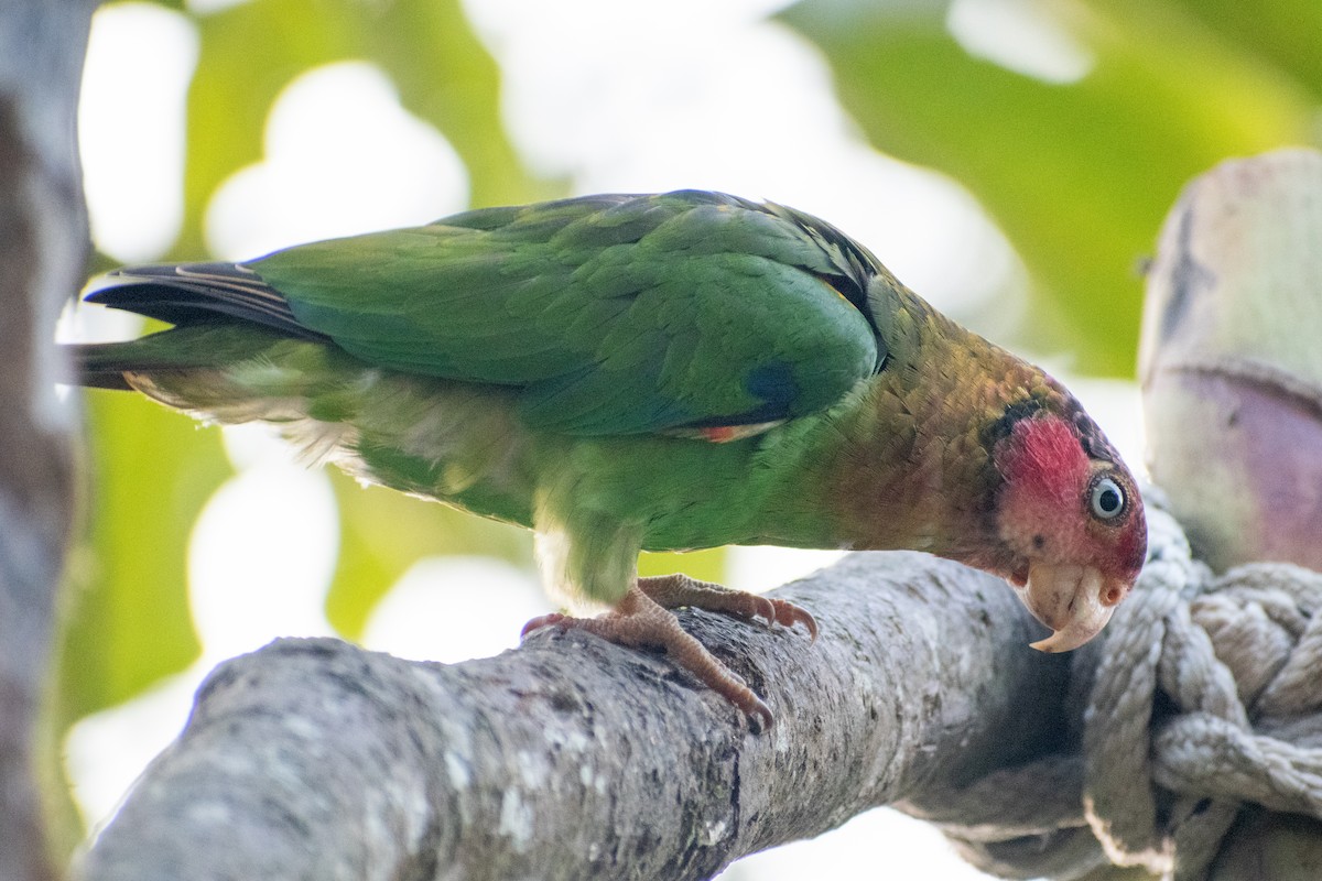 Rose-faced Parrot - ML647385668