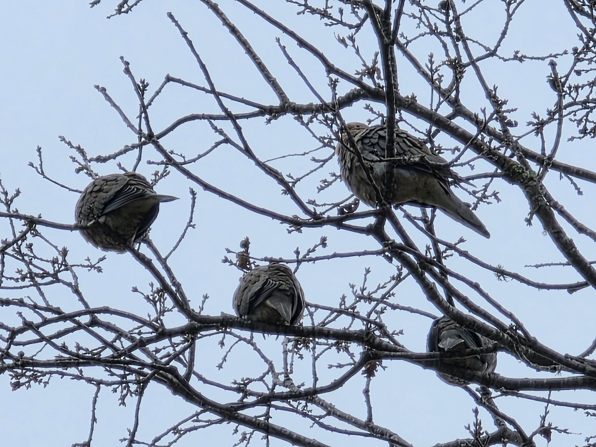 Uzun Kuyruklu Kumru - ML647385676