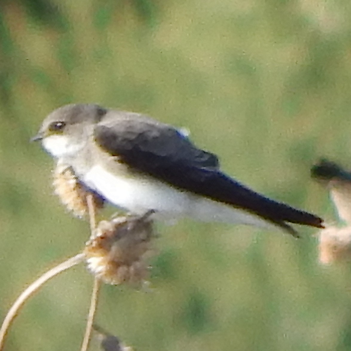 Bank Swallow - ML647385678