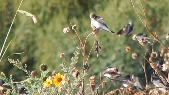 Ластівка берегова - ML647385679