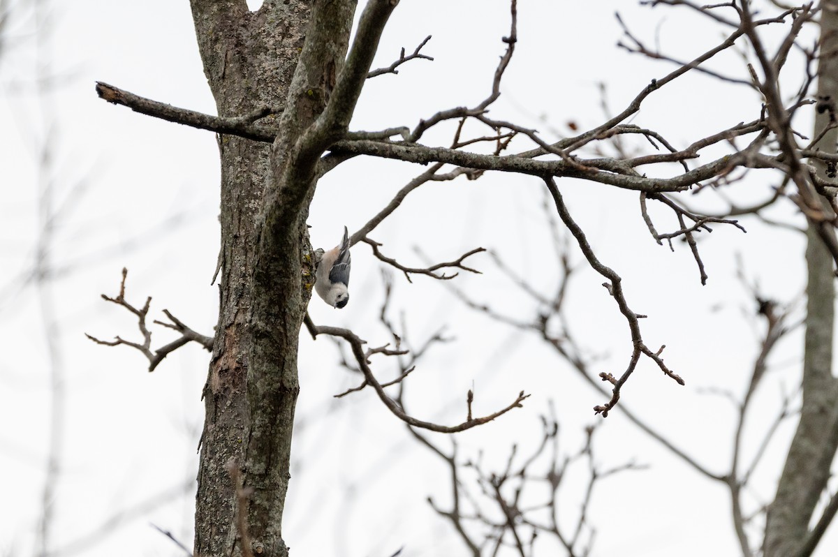 White-breasted Nuthatch - ML647385704