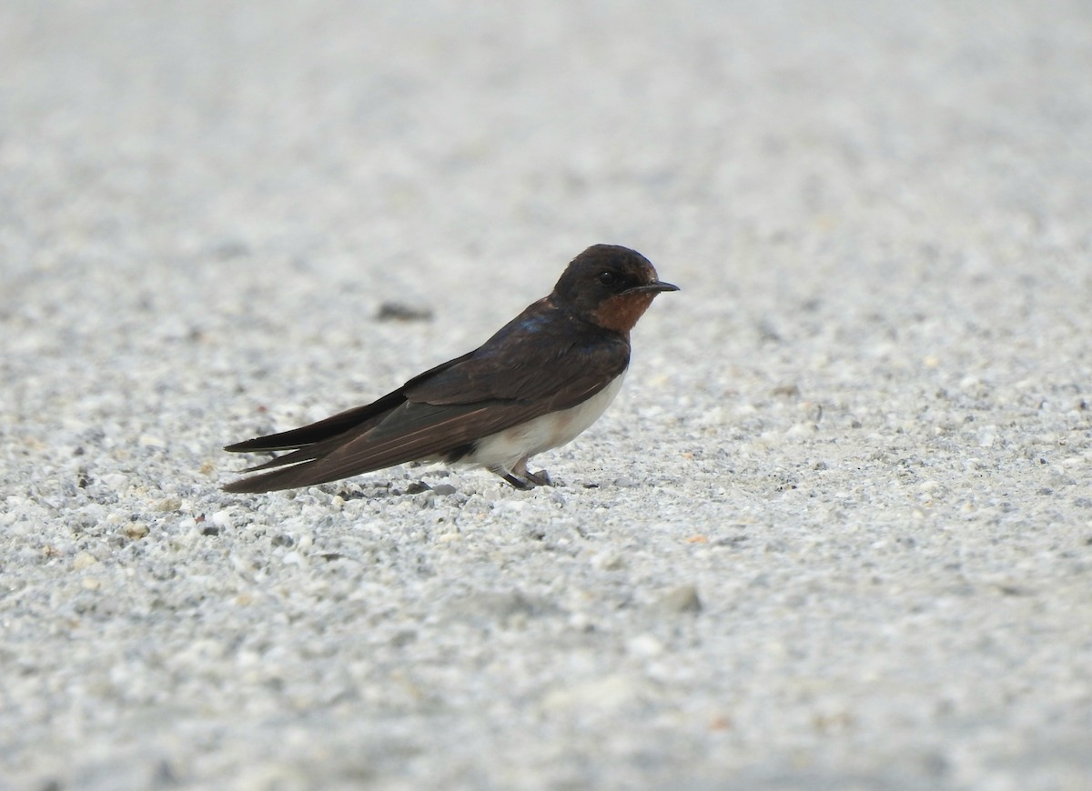 Ластівка сільська - ML647385711