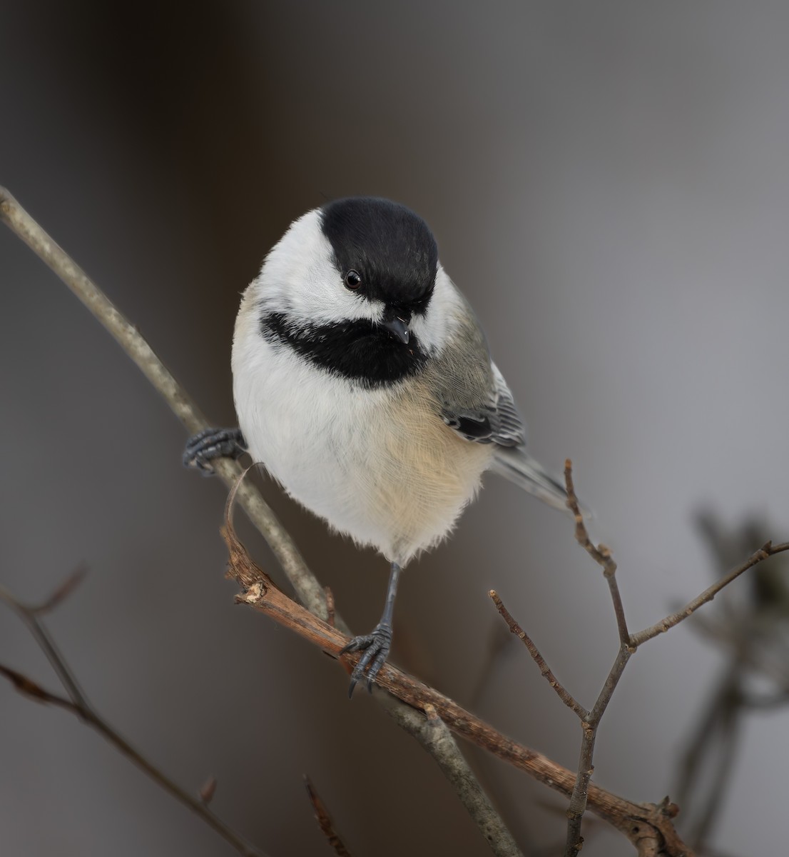Black-capped Chickadee - ML647385713