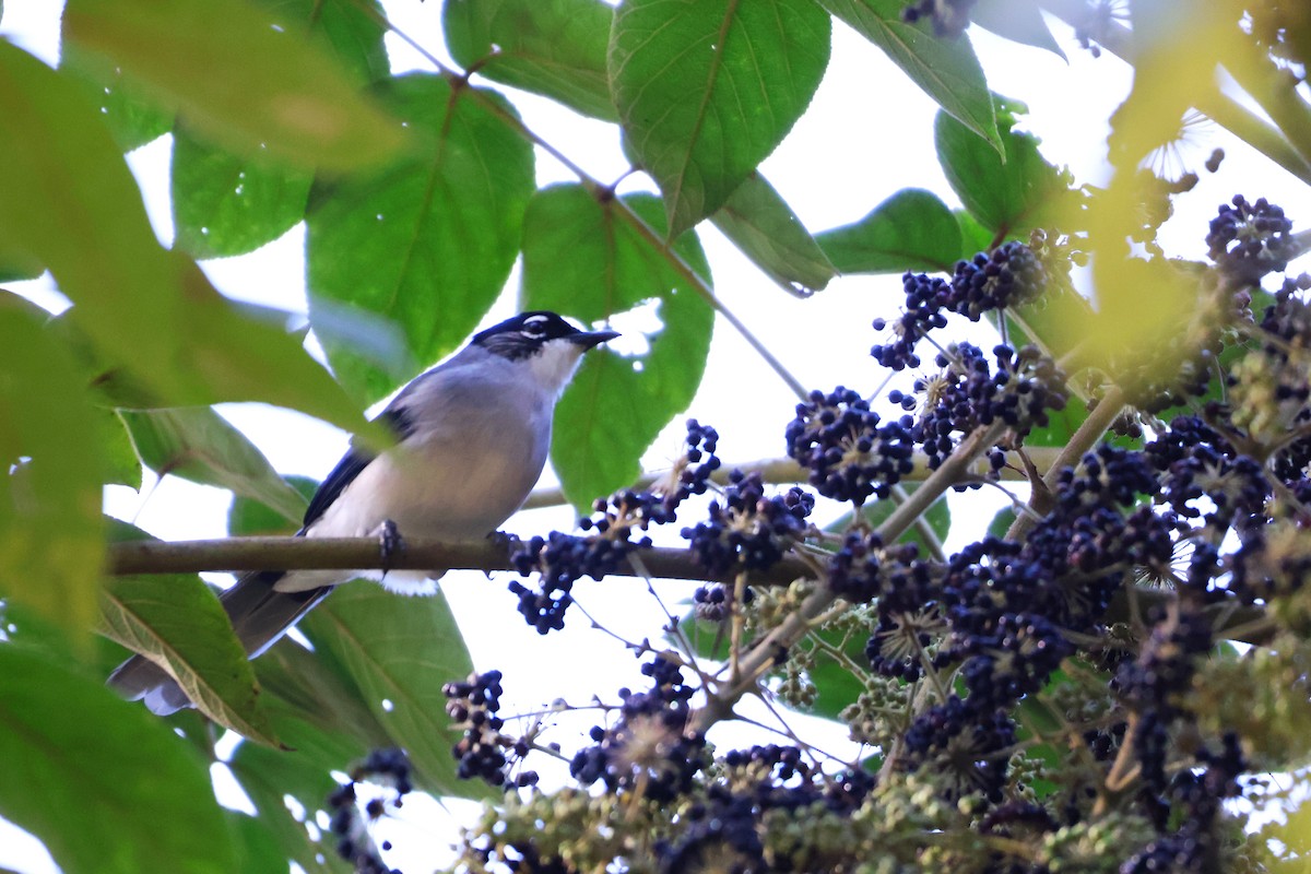 Black-headed Sibia (Lang Bian) - ML647385714
